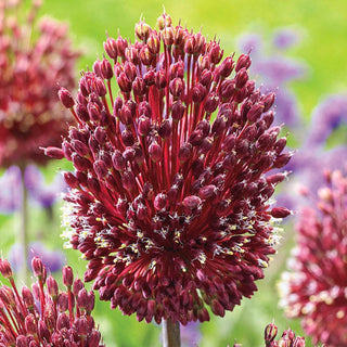 Red Mohican Allium Seeds